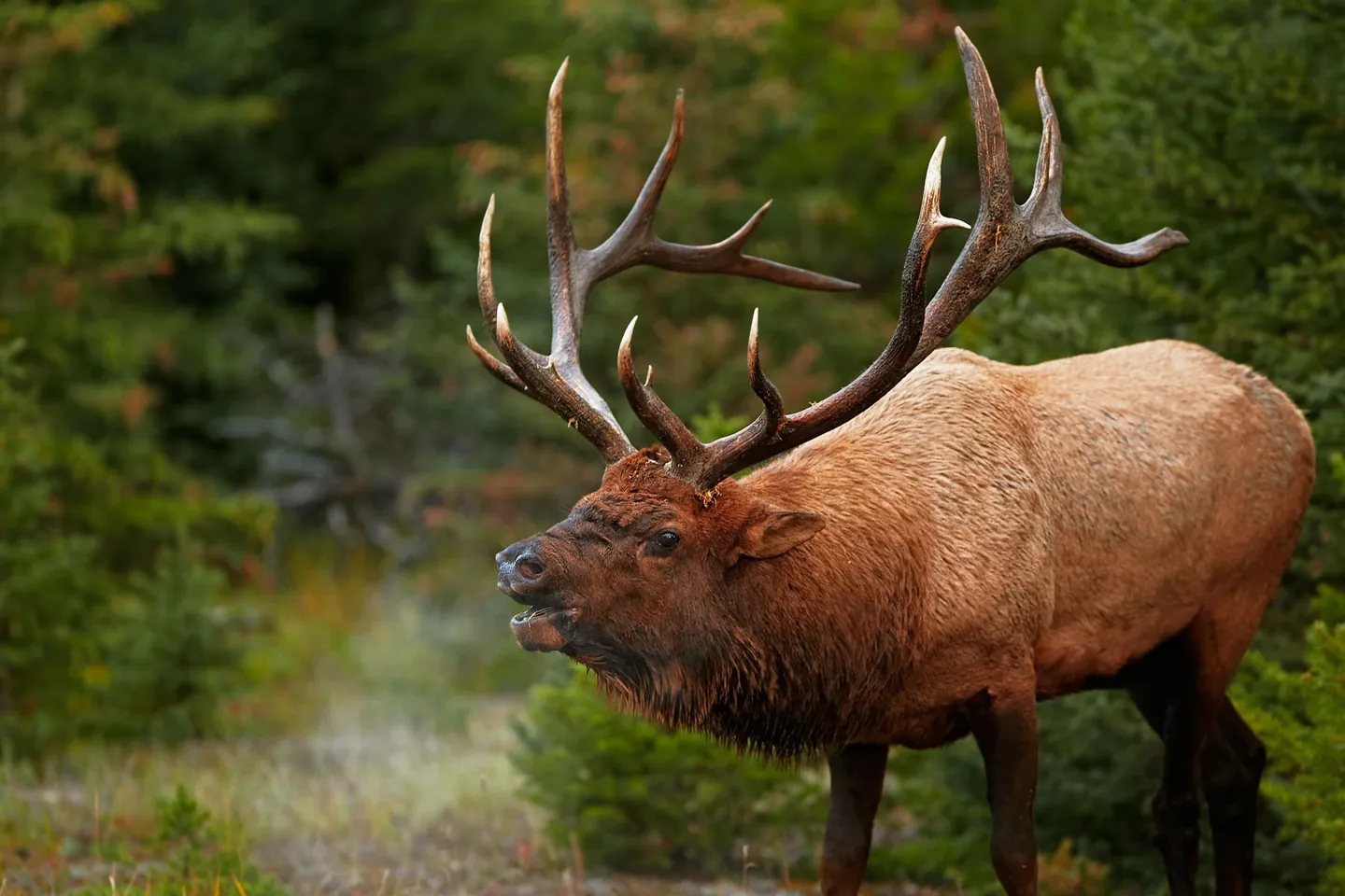 Bull elk in its natural habitat