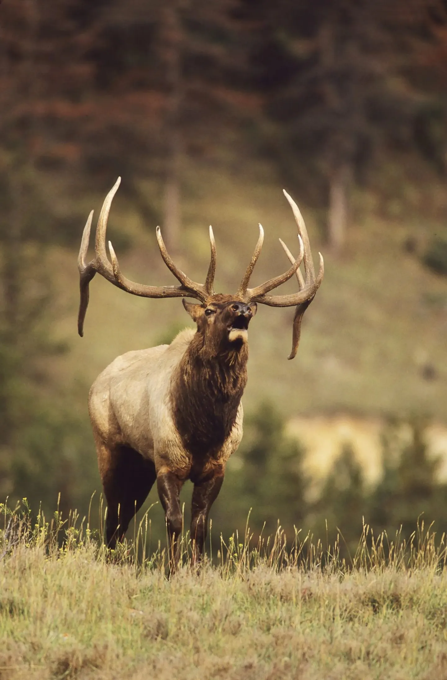 A bull elk bugling in an autumn meadow
