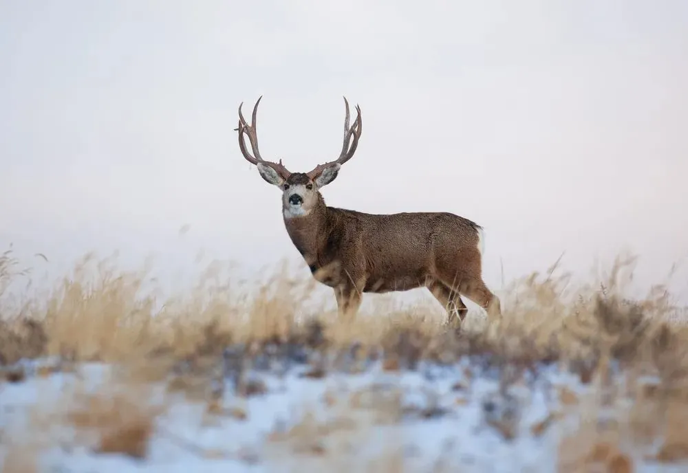 Deer standing in a winter field